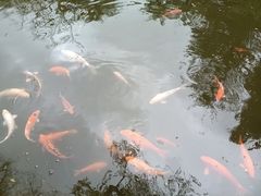 Cyprinus rubrofuscus