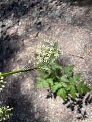 Ligusticum