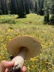 Leccinum insigne