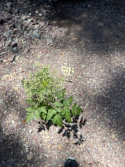 Ligusticum