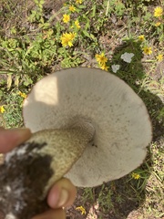 Leccinum insigne