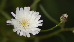 Malacothrix saxatilis