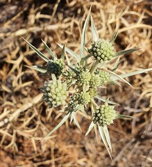 Eryngium glomeratum