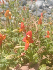 Erythranthe cardinalis