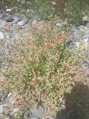 Erythranthe cardinalis