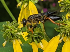 Sphex nudus