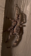 Platycryptus undatus