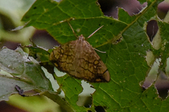 Evergestis pallidata