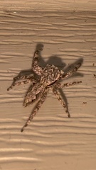 Platycryptus undatus