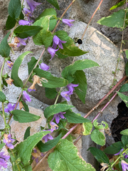 Bombus impatiens