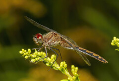Sympetrum