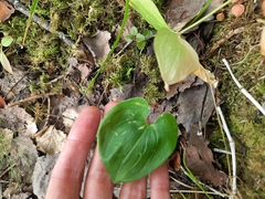 Maianthemum bifolium