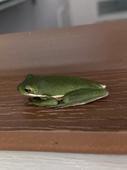 Hyla cinerea