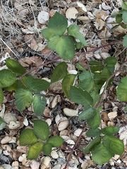 Rubus bifrons