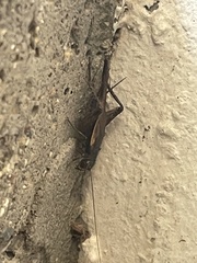 Gryllus pennsylvanicus