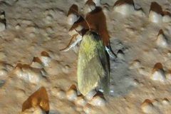Ponometia bicolorata