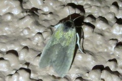 Ponometia bicolorata