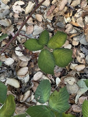 Rubus bifrons
