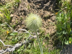 Pulsatilla