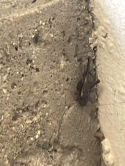 Gryllus pennsylvanicus