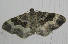 Epirrhoe alternata