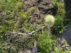 Pulsatilla