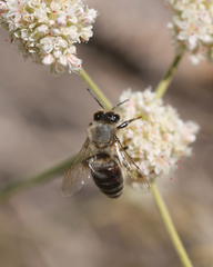 Apis mellifera