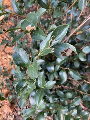 Euonymus japonicus
