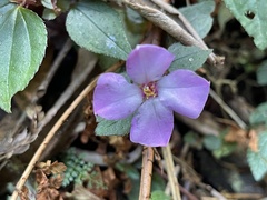 Sarcopyramis napalensis delicata
