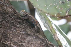 Sceloporus magister