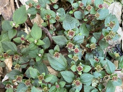 Sarcopyramis napalensis delicata