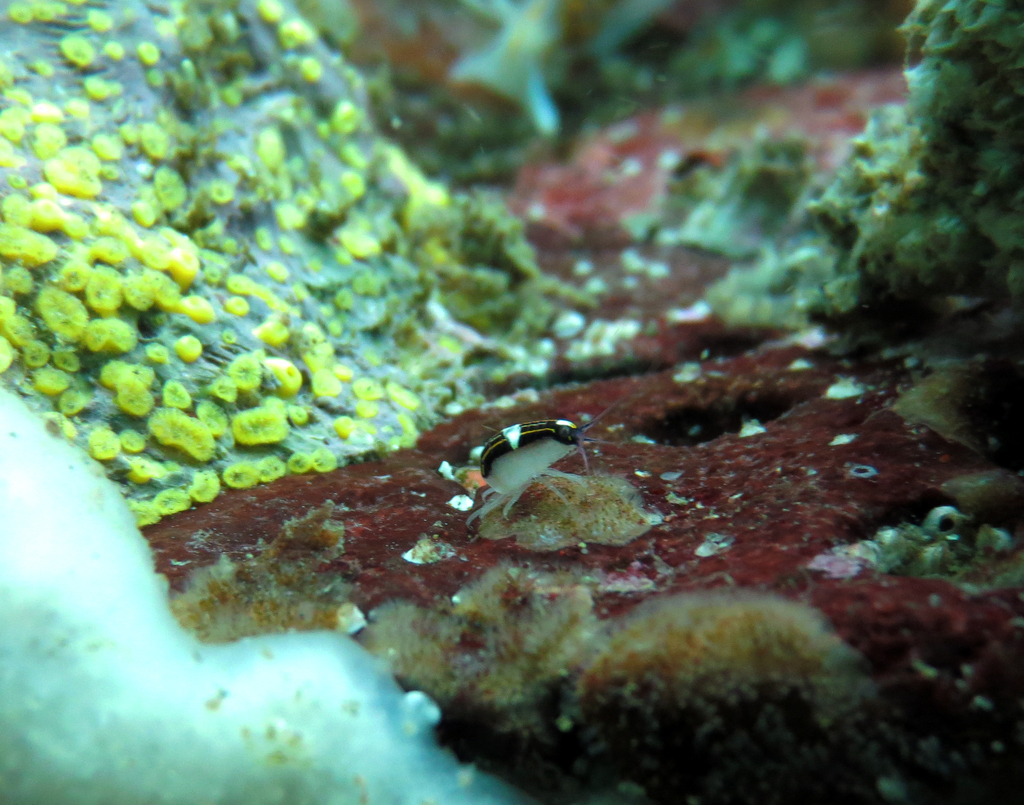 Chromopleustes oculatus
