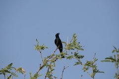 Phainopepla nitens
