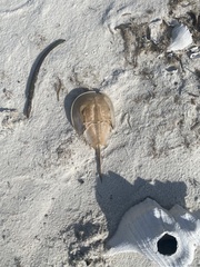 Limulus polyphemus