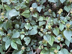 Sarcopyramis napalensis delicata