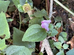 Sarcopyramis napalensis delicata