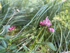 Chimaphila umbellata