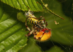 Araneus trifolium
