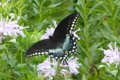 Papilio troilus