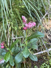 Chimaphila umbellata