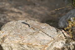Callisaurus draconoides