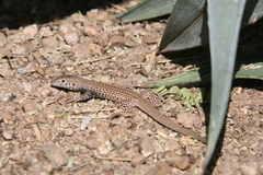Aspidoscelis tigris