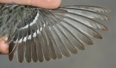 Setophaga castanea