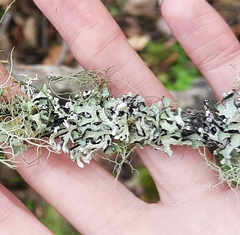 Hypogymnia physodes