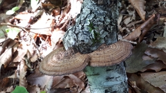 Daedaleopsis confragosa