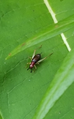 Phyllopalpus pulchellus