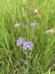 Lactuca pulchella