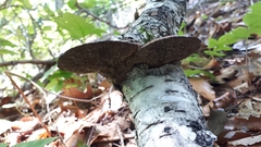Daedaleopsis confragosa