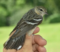 Setophaga castanea