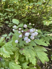 Actaea rubra neglecta